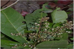 Lepisanthes senegalensis